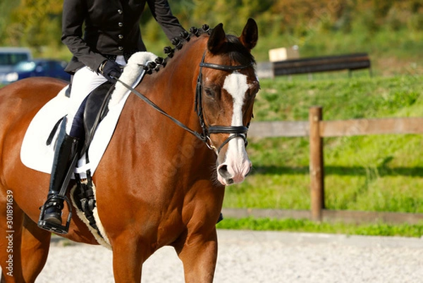 Fototapeta Brown horse in ammunition during the tournament. Fragment of a rider on a horse. Close-up, horizontal, side view, free space. Sport and hobby concept.