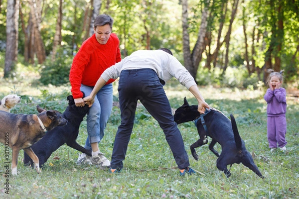 Fototapeta Psy walczą.