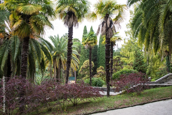 Fototapeta The natural landscape of the Arboretum in Sochi, Russia