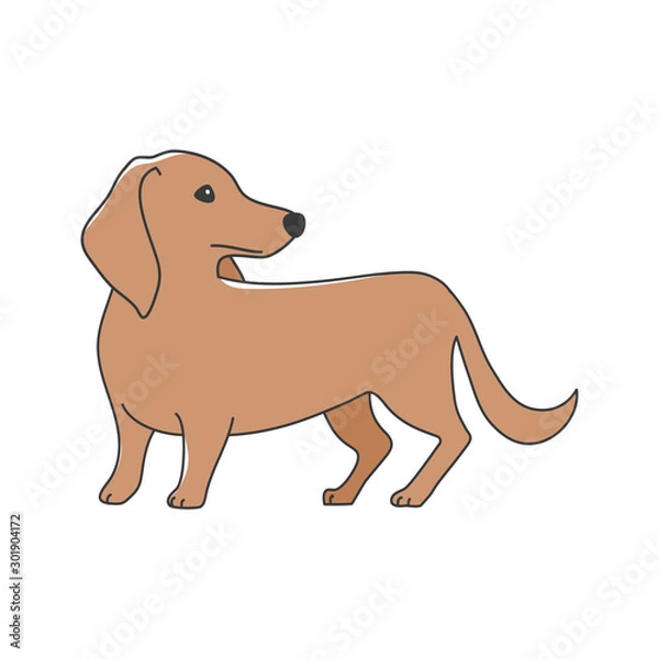 Fototapeta 犬　ポーズ　表情　１匹　ミニチュアダックスフンド　振り向く