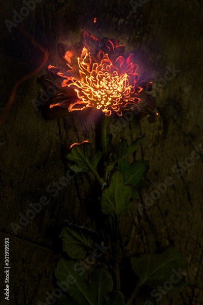Obraz Fire flower