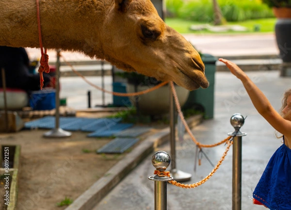 Fototapeta camel close-up, feeding the camel at the zoo