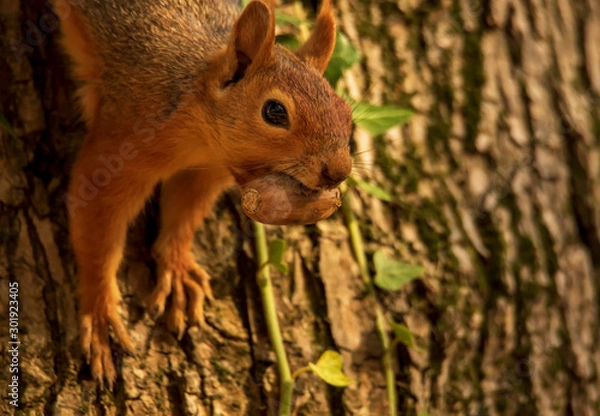 Fototapeta Red squirrel collecting foods for upcoming winter. Portrait of wild red squirrel on tree trunk. Sciulus Vulgaris