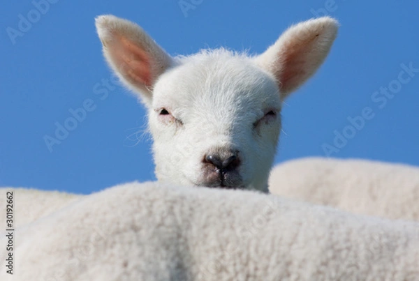 Obraz Playing hide and seek