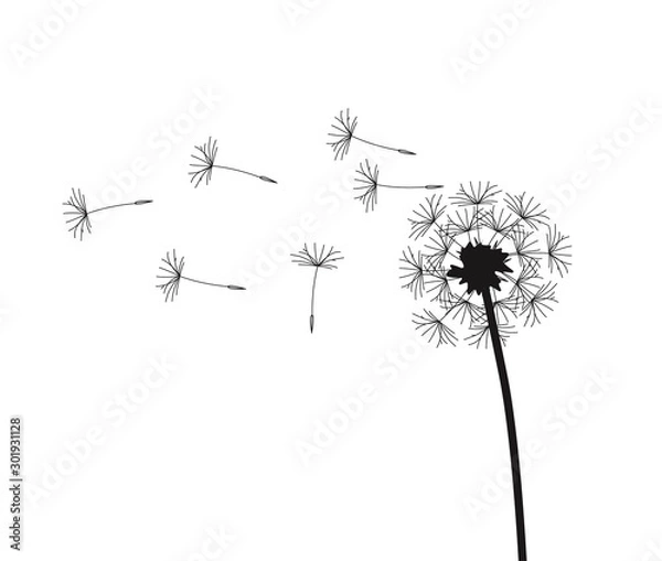 Fototapeta Abstract background of a dandelion for design. The wind blows the seeds of a dandelion. Vector illustration