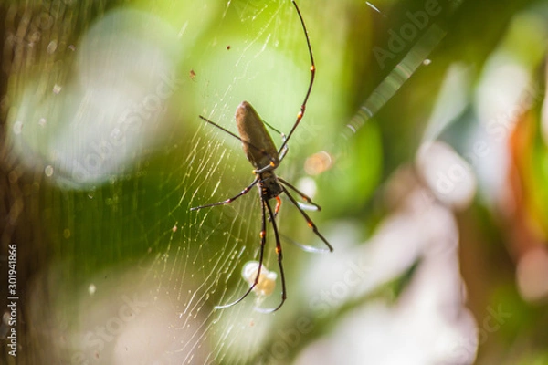 Fototapeta Spinne in einem Spinnennetz