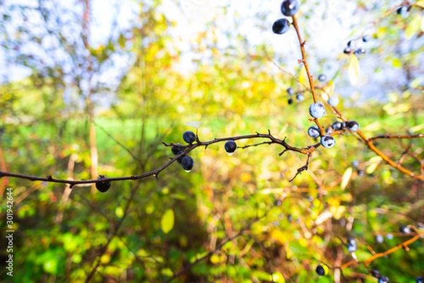 Obraz Purple berries after rain