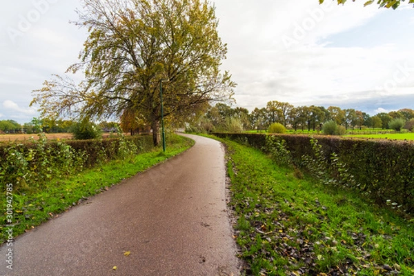 Obraz road in the countryside