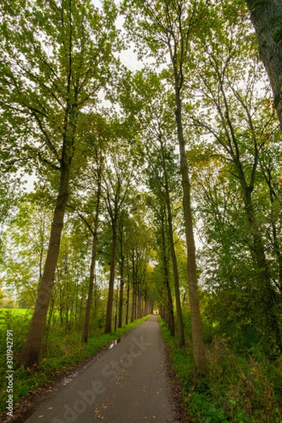 Obraz road in forest