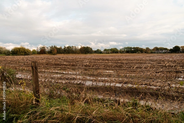 Obraz field in autumn