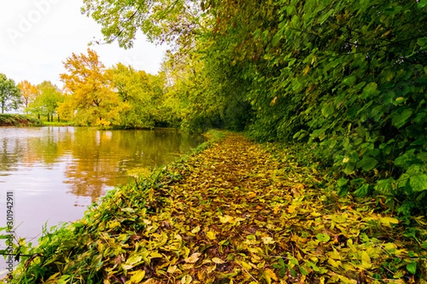 Obraz Yellow leaves in fall