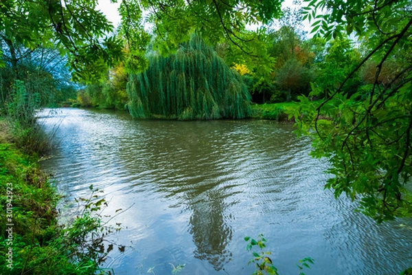 Obraz Green tree on the riverside