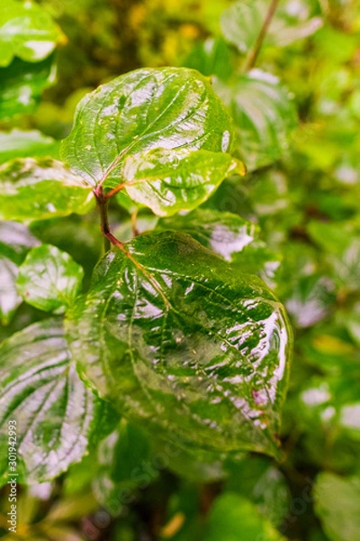 Obraz Green leaves after rain
