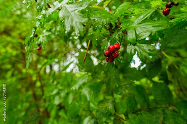 Obraz Red Berries after rain