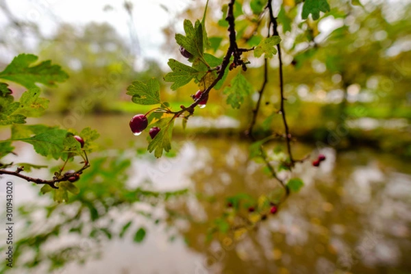 Obraz Red cherries after rain