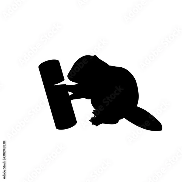 Fototapeta Silhouette of little cub baby beaver gnawing log