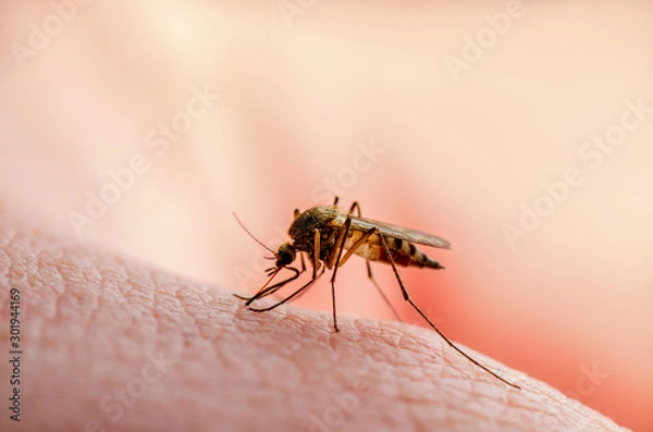 Obraz Dangerous Malaria Infected Mosquito Skin Bite. Leishmaniasis, Encephalitis, Yellow Fever, Dengue, Malaria Disease, Mayaro or Zika Virus Infectious Culex Mosquito Parasite Insect Macro.