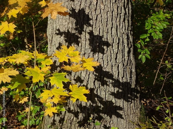 Fototapeta Bunte Herbstfarben