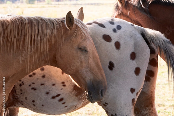 Obraz sleeping horse standing next to other horses