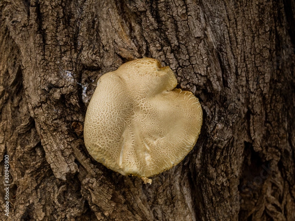 Obraz A white mushroom on a tree trunk