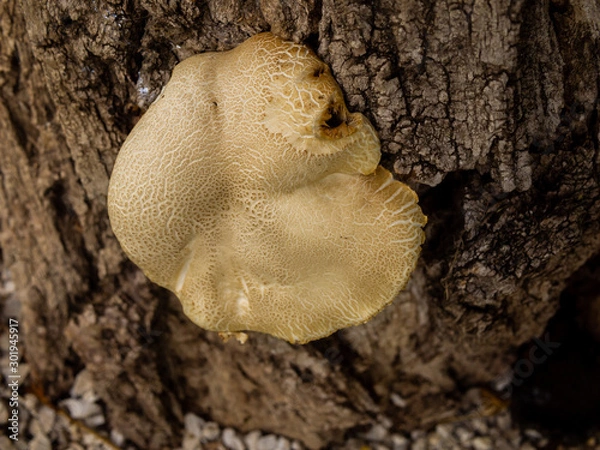 Obraz A white mushroom on a tree trunk