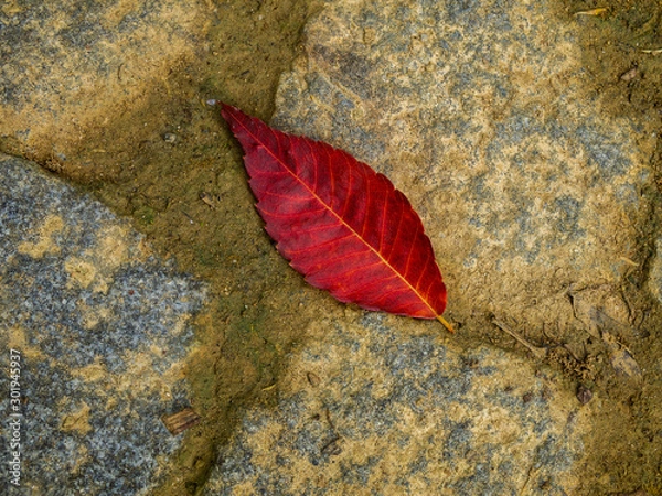 Obraz red single leaf on cobblestone pavement