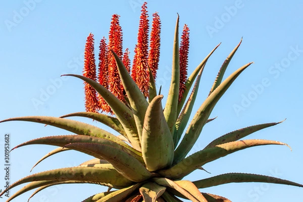 Obraz Aloe Ferox flowers 
