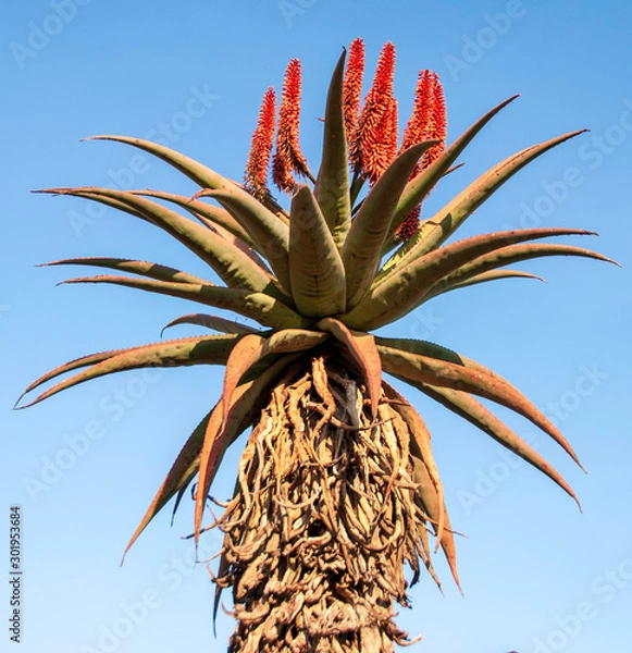 Obraz Aloe Ferox flowers 