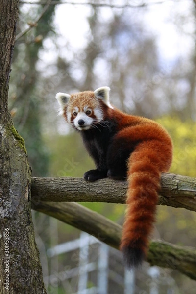Fototapeta Kleiner Panda auf einem Baum