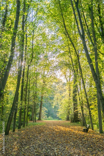 Obraz foret