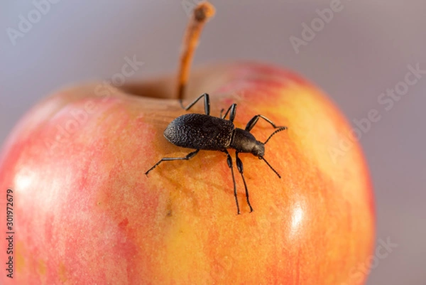Fototapeta Apple is a juicy sour-sweet fruit of the Apple tree, which is eaten fresh, serves as a raw material in cooking and for the preparation of beverages.