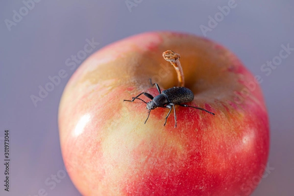 Fototapeta Apple is a juicy sour-sweet fruit of the Apple tree, which is eaten fresh, serves as a raw material in cooking and for the preparation of beverages.