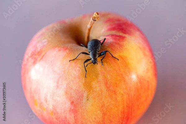 Fototapeta Apple is a juicy sour-sweet fruit of the Apple tree, which is eaten fresh, serves as a raw material in cooking and for the preparation of beverages.