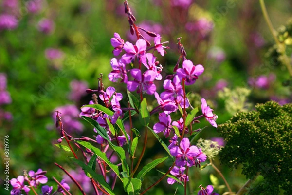 Obraz fireweed