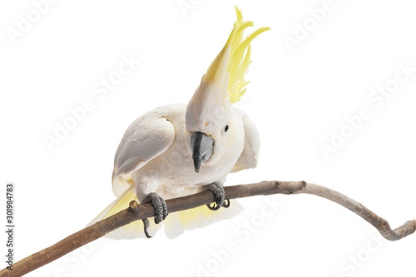 Fototapeta Sulphur-crested Cockatoo,  Cacatua galerita perched in front of a white background.