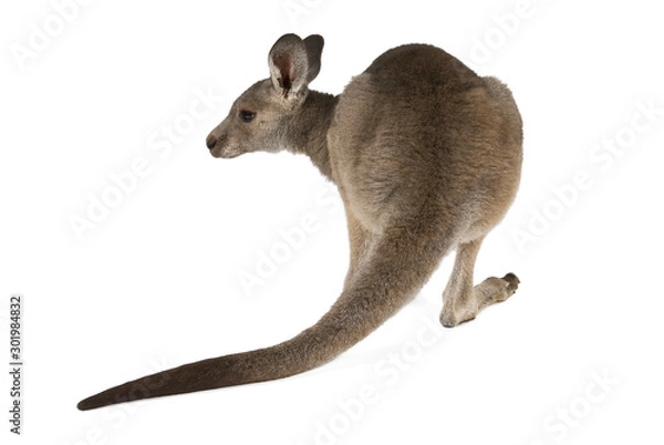 Obraz Eastern Grey joey kangaroo isolated on white background.