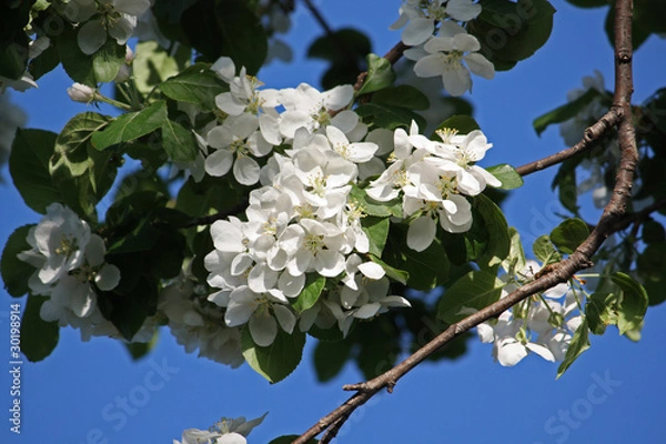 Obraz Pommier en fleur