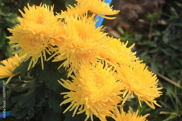 Obraz  chrysanthemum  flower 