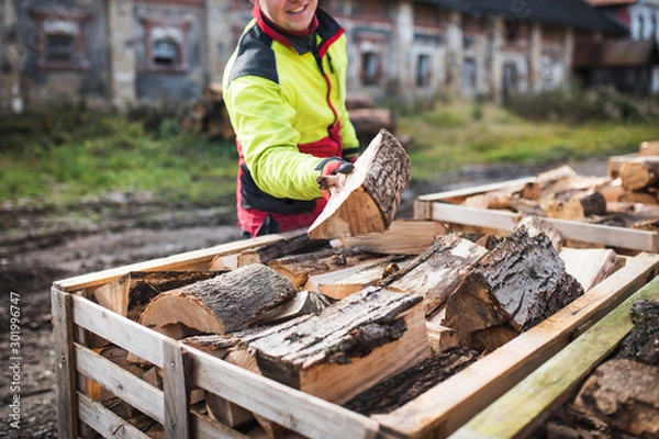 Fototapeta Man collects a pile of firewood on a heap. Coniferous and deciduous stacks of firewood. Industry and worker in concept of power and energy.