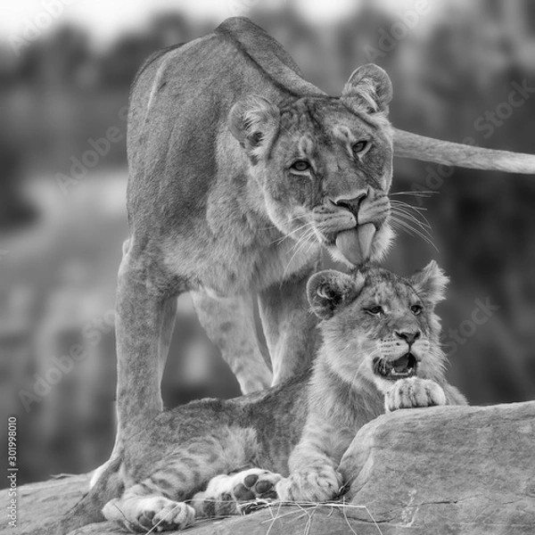 Obraz Mere & fils N&B