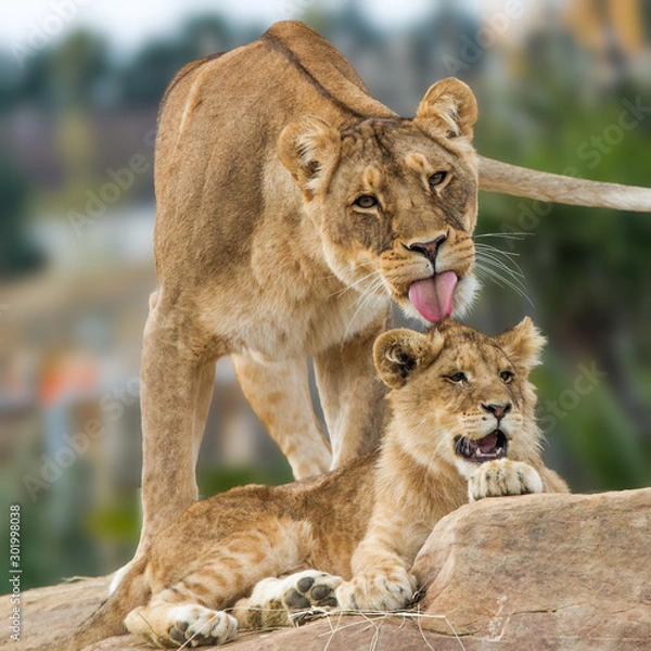 Obraz lionne@lionceau