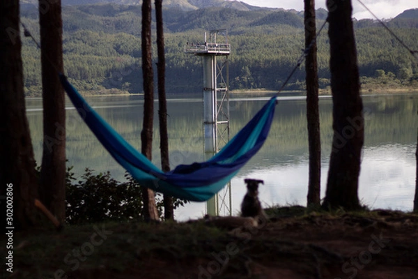 Obraz Hammock on forest with dog