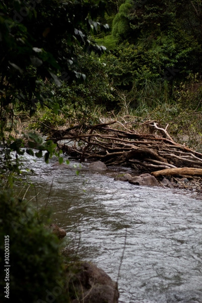 Obraz River in forest