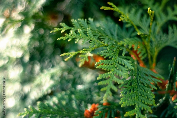 Obraz fir twigs Christmas tree street photo