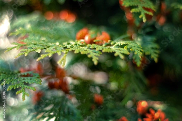 Obraz fir twigs Christmas tree street photo