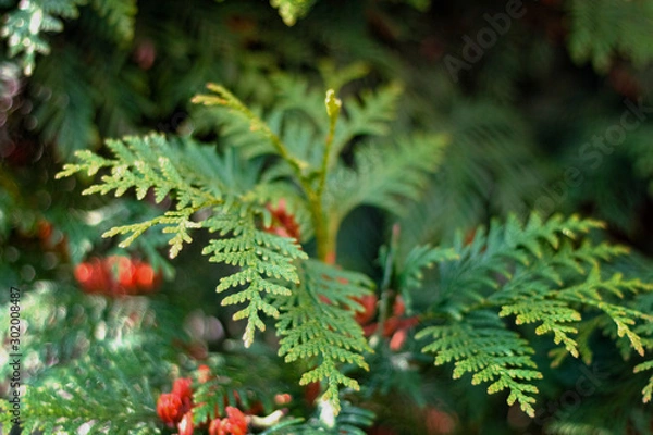 Obraz fir twigs Christmas tree street photo