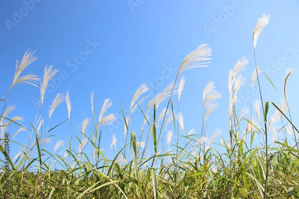 Obraz ススキ　栃木県真岡市