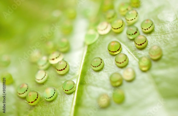 Obraz morpho butterfly eggs