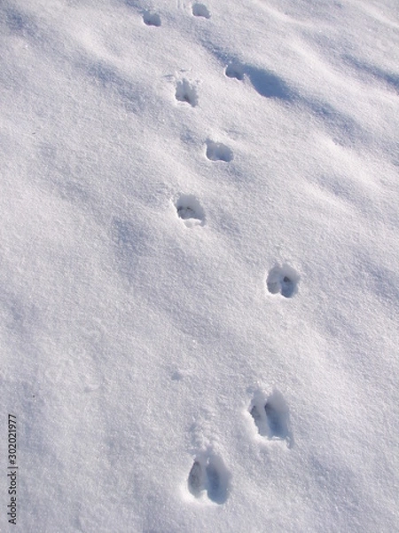 Obraz 雪原の上にできたエゾシカの足跡