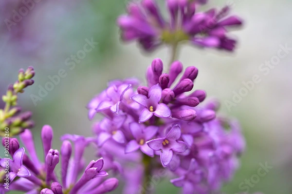 Fototapeta Tender sprig of spring flowers of lilac on a blurred background